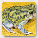 Search for toad coasters Animal