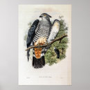 Search for cuckoo posters Nature