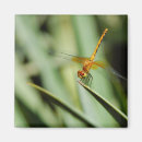 Search for flying dragon magnets Nature