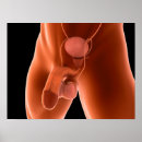 Search for human reproduction posters Biology