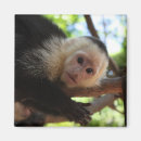 Search for capuchin magnets Monkey