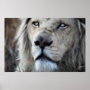 Search for lioness art White