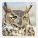 Search for great horned owls stickers Photography