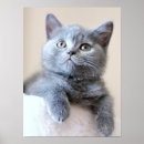 Search for british shorthair posters Kitty