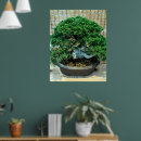 Search for bonsai posters Tree