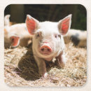 Search for piglet coasters Farm