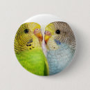 Search for budgerigar badges Bird