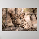 Search for leopard portrait art Animal