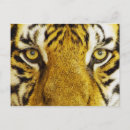 Search for tiger eyes postcards Cat