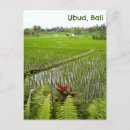 Search for paddy postcards Ubud