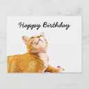 Search for orange cat birthday cards White