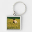 Search for running key rings Dog