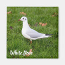 Search for bird lovers magnets Nature