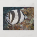 Search for graceful postcards Swimming