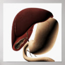 Search for bowel posters Biology