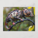 Search for chameleons postcards Nature