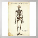 Search for human skeleton posters Bones
