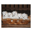 Search for christmas nursery posters Birthday