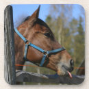 Search for funny horse coasters Animals