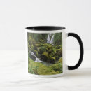 Search for rain forest home living Stream