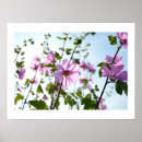 Search for mallow posters Nature