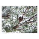 Search for pinecones posters Photography