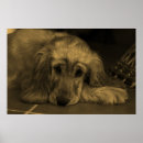 Search for loyal posters Canine