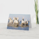 Search for equus cards Ranch