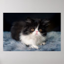 Search for cute baby animals posters Fluffy