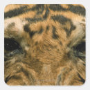 Search for tiger eye stickers Animal
