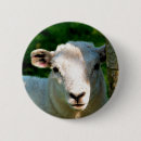 Search for lamb badges Animals