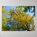 Search for colorful fall posters Nature photography