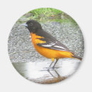 Search for oriole magnets Nature
