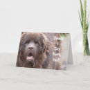 Search for newfoundlands cards Brown
