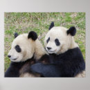 Search for wolong posters Fauna