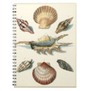 Search for beach shells notebooks Sea life