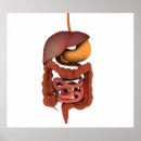 Search for human digestive system posters Colour image