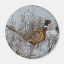 Search for neck magnets Pheasant