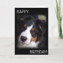 Search for aussie birthday cards Australian shepherd