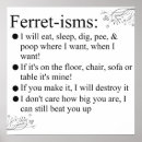 Search for ferret art posters Pet