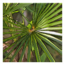 Search for palms art Botanical