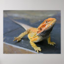 Search for bearded posters Dragon