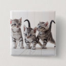Search for shorthair badges Cat