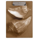 Search for seashell photography Nature