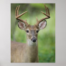Search for rolf posters Animal