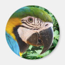 Search for parrot magnets Exotic