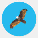 Search for flying eagle stickers Bird