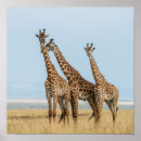 Search for camelopardalis posters Giraffe