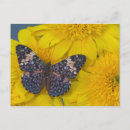Search for wing open postcards Flower