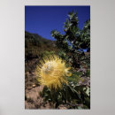 Search for gifts Botany
